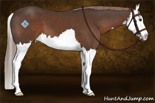 Horse Color:Liver Chestnut Splash 