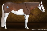 Horse Color:Liver Chestnut Splash 