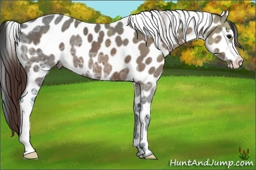 Horse Color:Bay Ice Appaloosa 
