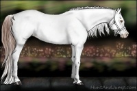 Horse Color:Sable Champagne Appaloosa 