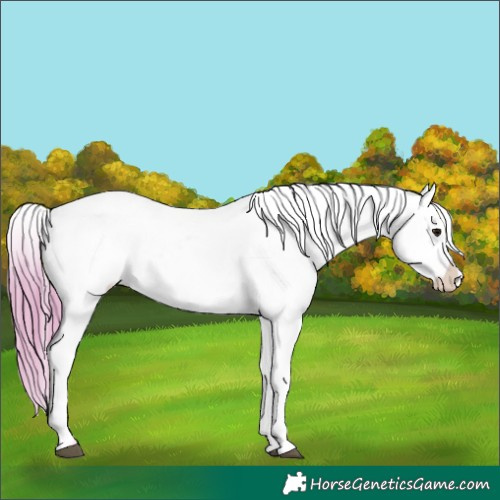 Horse Color:Watercolor Bay Appaloosa 