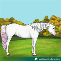Horse Color:Watercolor Bay Appaloosa 