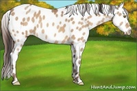 Horse Color:Amber Champagne Roan Appaloosa 