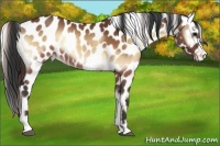 Horse Color:Brown Onyx Appaloosa 