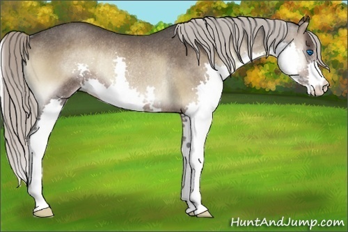 Horse Color:Silver Blue Onyx Splash Rabicano