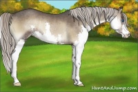 Horse Color:Silver Blue Onyx Splash Rabicano 