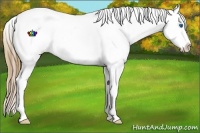 Horse Color:Plaid  Bay Ice Splash Tobiano Appaloosa 