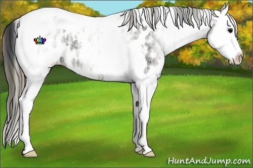 Horse Color:Plaid White Spotted Black Ice Splash Tobiano Appaloosa