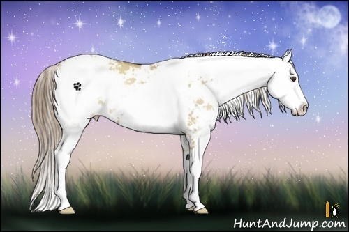 Horse Color:Grullo Pearl Sabino 
