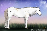 Horse Color:Grullo Pearl Sabino