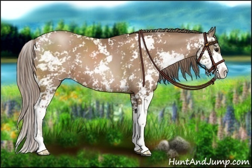 Horse Color:Black Pearl Sabino