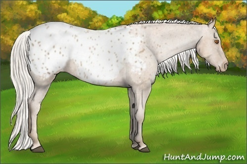 Horse Color:Silver Black Pearl Sabino Blanket