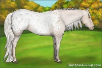 Horse Color:Silver Black Pearl Sabino Blanket