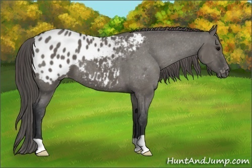 Horse Color:Grullo Appaloosa 