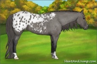 Horse Color:Grullo Appaloosa