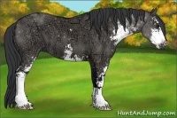 Horse Color:Grullo Ice Sabino 