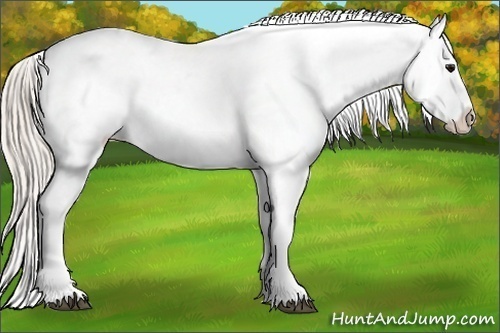 Horse Color:Silver Grullo Appaloosa Rabicano