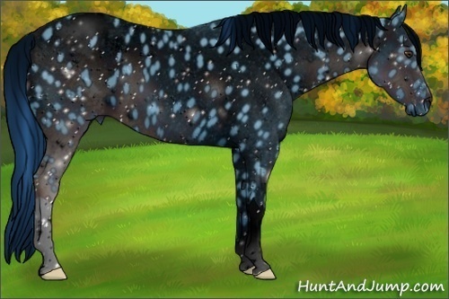 Horse Color:ERROR: UNKNOWN ANOMALY