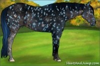 Horse Color:ERROR: UNKNOWN ANOMALY