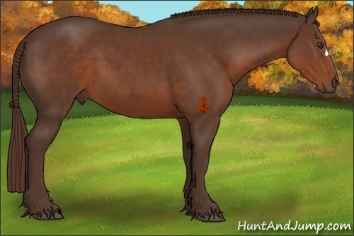 Horse Color:Liver Chestnut 