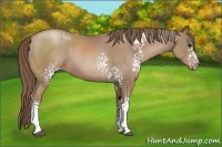 Horse Color:White Spotted Black Pearl