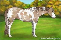 Horse Color:White Spotted Black Pearl Sabino 
