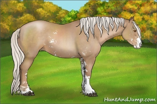 Horse Color:Silver Black Pearl Sabino 