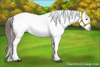 Horse Color:Liver Chestnut Sabino Appaloosa 