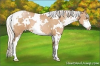 Horse Color:White Spotted Silver Bay Pearl Sabino