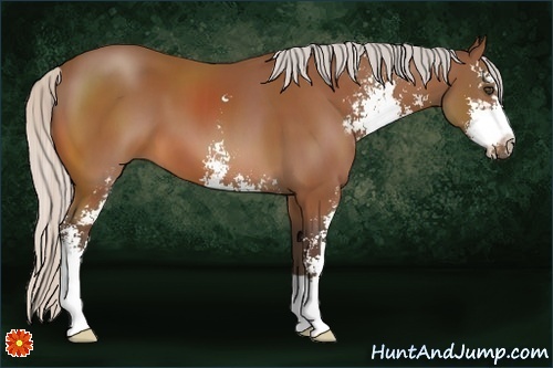 Horse Color:Silver Bay Sabino 