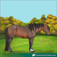 Horse Color:Bay Ice 