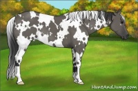Horse Color:White Spotted Grullo