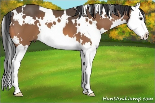 Horse Color:White Spotted Buckskin Splash 