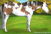 Horse Color:White Spotted Buckskin Splash 