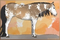 Horse Color:White Spotted Brown Dun