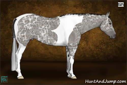 Horse Color:Smoky Grullo Ice Sabino Tobiano 