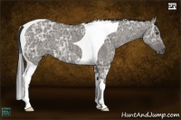Horse Color:Smoky Grullo Ice Sabino Tobiano 