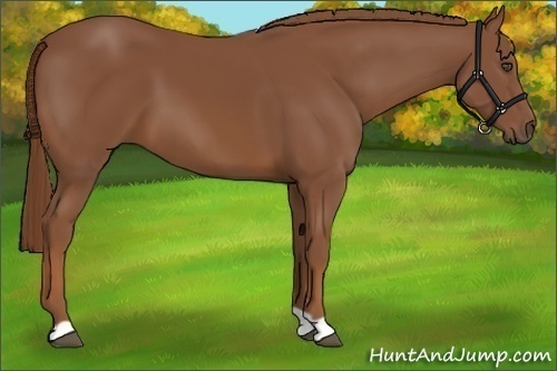 Horse Color:Chestnut 