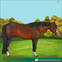 Horse Color:Brown 