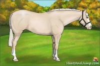 Horse Color:Palomino Pearl Splash Rabicano 