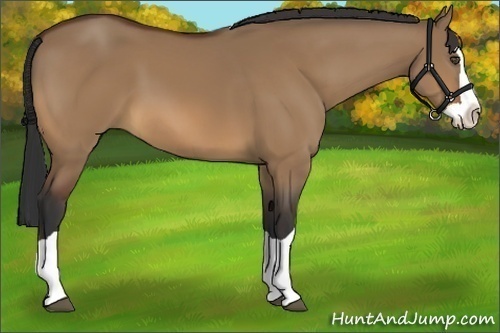 Horse Color:Bay Dun Splash 