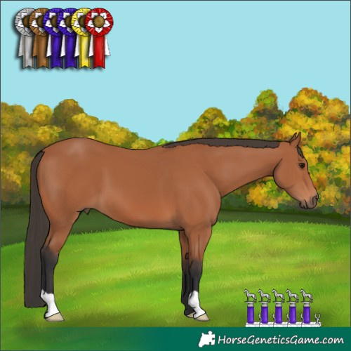 Horse Color:Brown 