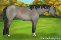 Horse Color:Grullo Sabino Rabicano