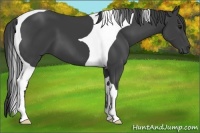 Horse Color:Smoky Black Tobiano 