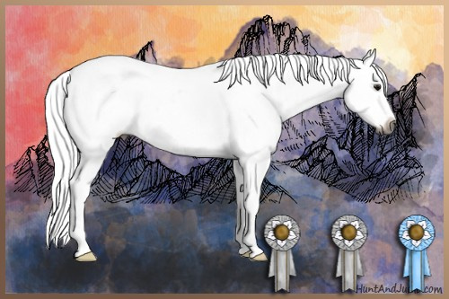 Horse Color:Gray Buckskin Roan Appaloosa 