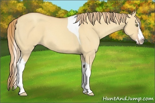 Horse Color:Gold Champagne Dun Splash Tobiano