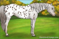 Horse Color:Liver Chestnut Sabino Appaloosa Rabicano