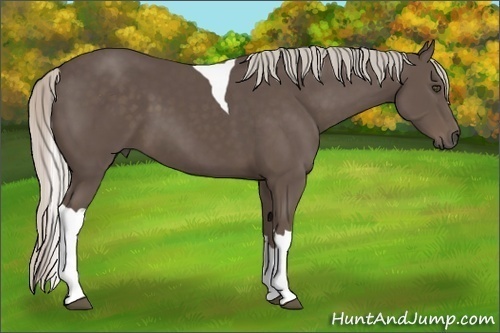 Horse Color:Silver Black Tobiano 