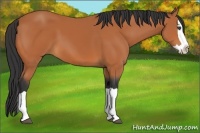 Horse Color:Bay Splash 
