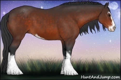 Horse Color:Bay Sabino